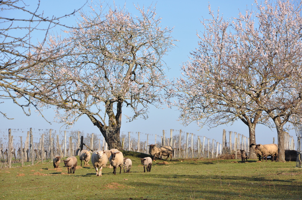 Les moutons devant l'amendier