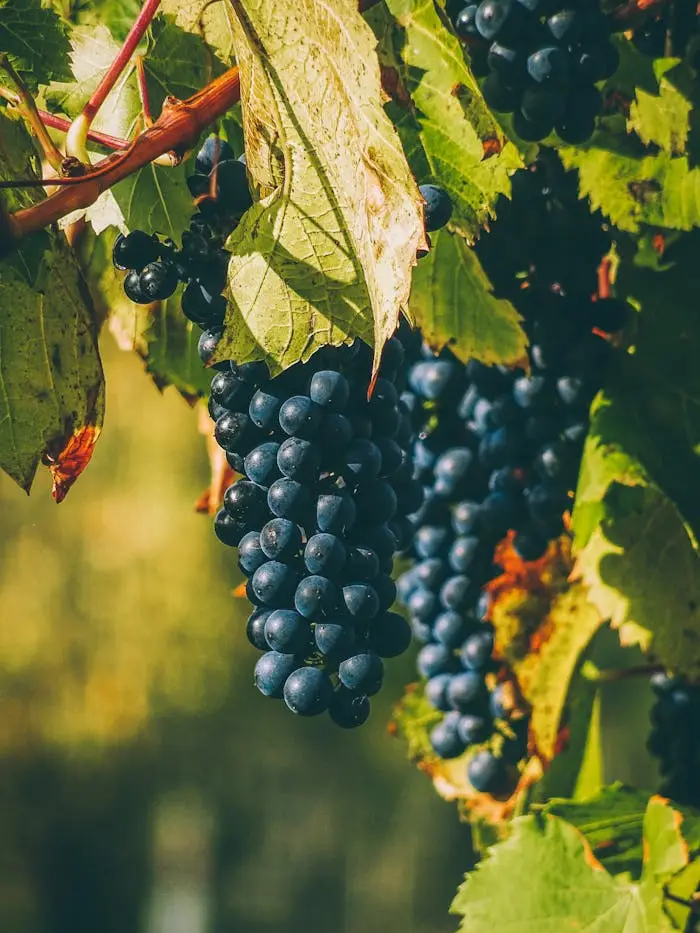 A close-up of ripe purple grapes in a vineyard in Gheorgheni, Romania, showcasing the lush greenery and organic viticulture.
